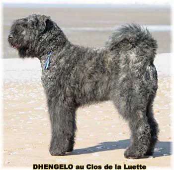  Bouvier des Flandres expositions tous primés